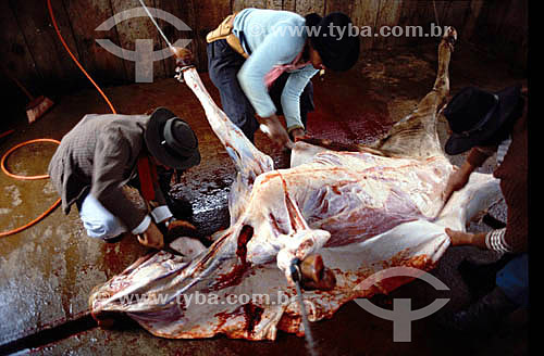  Gauchos in slaughterhouse removing the leather of the ox - Rio Grande do Sul state - Brazil 