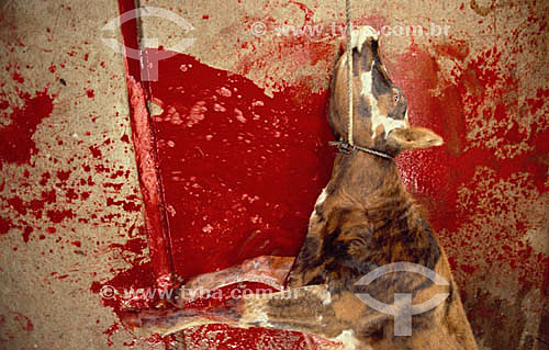  Ox died at slaughterhouse - Rio Grande do Sul state - Brazil 