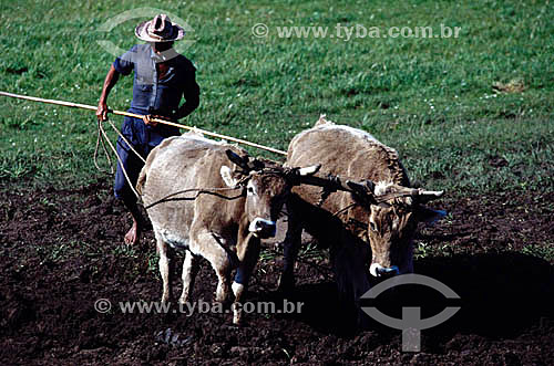  Man plowing the earth with ox cart - Rio Grande do Sul state - Brazil 