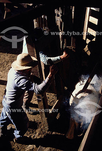  Men marking sheep with hot iron - Rio Grande do Sul state - Brazil 