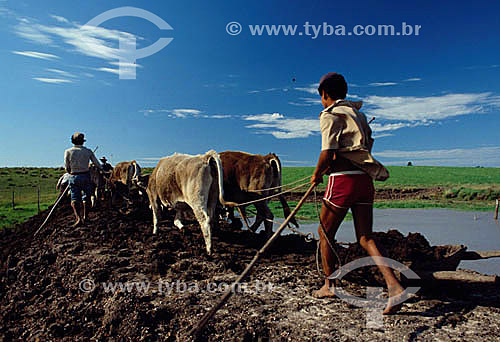  Man plowing the earth with ox cart - Rio Grande do Sul state - Brazil 