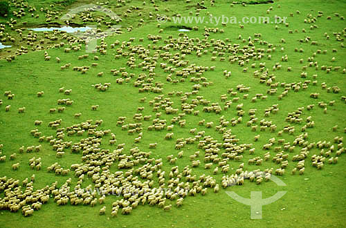  Flock of sheep - Rio Grande do Sul state - Brazil 