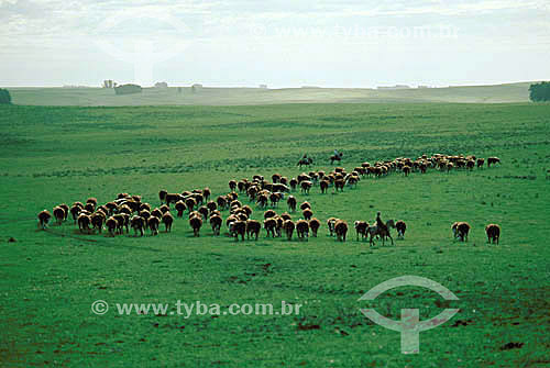  Pampas Gaucho landscape with a herd of catle and a 