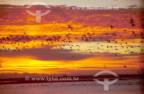  Birds flying at Lagoa do Peixe National Park at sunset - Rio Grande do Sul state - Brazil  