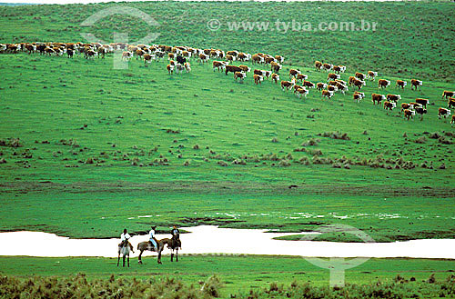  Cowboys gauchos* and cattle in the landscape - Rio Grande do Sul state - Brazil   *People from south of Brazil 