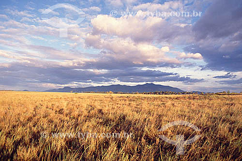 Fields with mountains in the background - Roraima state - Brazil 