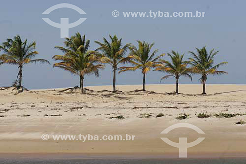  Coconut palmtrees on the left shore of 