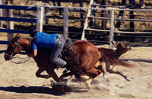  Cowboys to the horses with steer in the test of long bow at the roundup rodeo 
