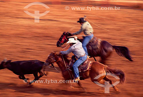  Cowboys to the horses with steer in the test of long bow at the roundup rodeo -  