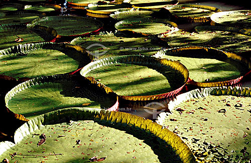  Subject: Victoria regia (Victoria amazonica) - also known as Amazon Water Lily or Giant Water Lily / Place: Amazonas State (AM) - Brazil 