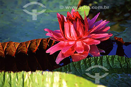  Subject: Flower of Victoria regia (Victoria amazonica) - also known as Amazon Water Lily or Giant Water Lily / Local: Amazonia region - Brazil 