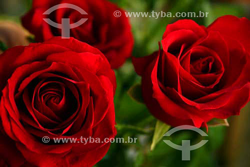  Red Rose - Flower 