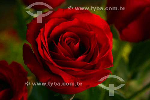  Red Rose - Flower 