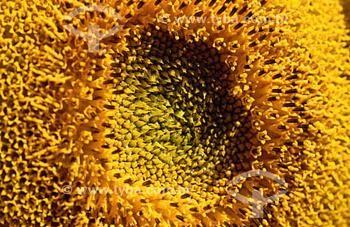  (Helianthus annuus L.) -Sunflower detail  - flower 