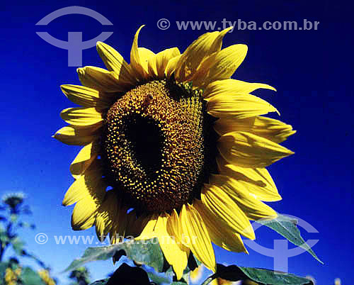  (Helianthus annuus L.) - Sunflower 