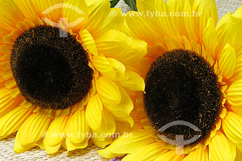  (Helianthus annuus L.) Sunflower - flower 