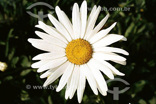  (Bellis perennis) Daisy - Flower 