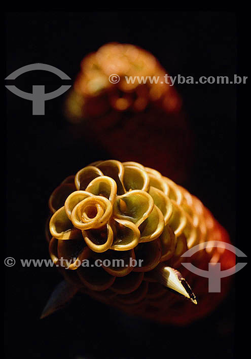  Bromeliad close-up 