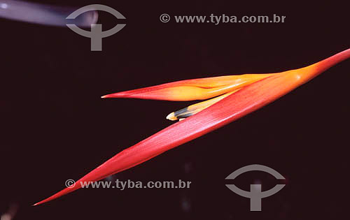  Heliconia - flower - bud opening 