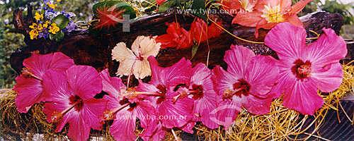  Hibiscus - Búzios city - Costa do Sol (Sun Coast) - Regiao dos Lagos (Lakes Region) - Rio de Janeiro state - Brazil 