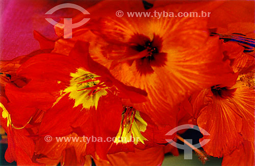  Hibiscus - Búzios city - Costa do Sol (Sun Coast) - Regiao dos Lagos (Lakes Region) - Rio de Janeiro state - Brazil 