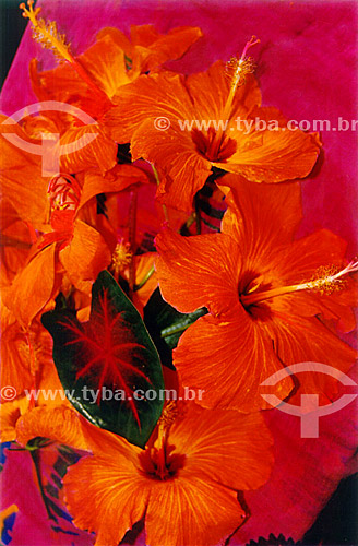  Subject: Hibiscus - Plant native to tropical Asia / Place: Buzios City - Rio de Janeiro State (RJ) - Brazil / Date: 2007 