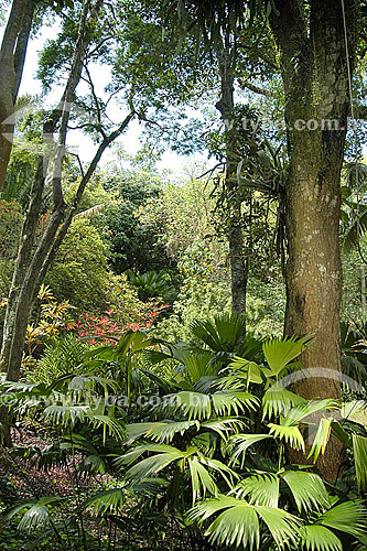  Trees at Sítio Roberto Burle Marx* - Barra de Guaratiba neighbourhood - Rio de Janeiro city - Rio de Janeiro state - Brazil   *It is a National Historic Site since 08-04-2003. 