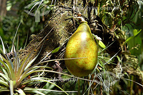  Calabash-Tree stem - Sítio Roberto Burle Marx* - Barra de Guaratiba neighbourhood - Rio de Janeiro city - Rio de Janeiro state - Brazil *It is a National Historic Site since 08-04-2003. 