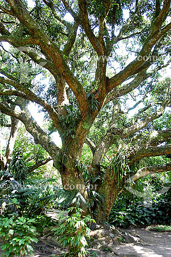  (Mangifera indica) Mango tree - Sítio Roberto Burle Marx*  - Barra de Guaratiba neighbourhood - Rio de Janeiro city - Rio de Janeiro state - Brazil *It is a National Historic Site since 08-04-2003. 