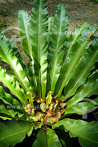  (Asplenium nidus) - plant - Sítio Roberto Burle Marx* - Barra de Guaratiba neighbourhood - Rio de Janeiro city - Rio de Janeiro state - Brazil *It is a National Historic Site since 08-04-2003. 