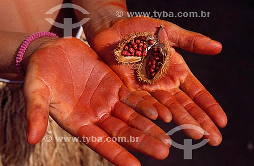  Indian hands showing urucum fruit (seeds used by indians to paint their bodies) 