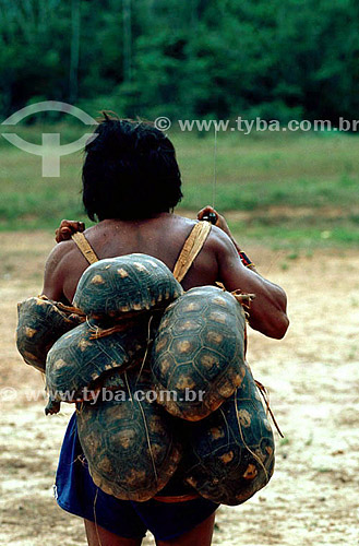  Yanomami indian carrying turtles in his backs - Amazon region - Brazil 