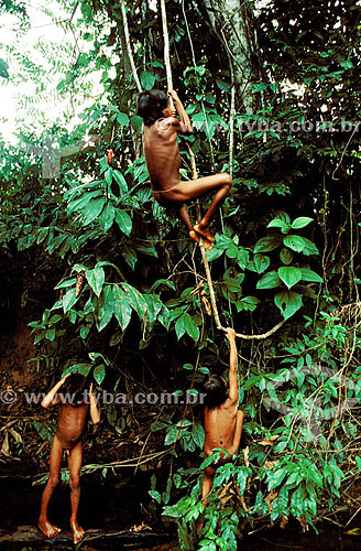  Ianomamis indians hanging with lianas - Roraima state - Brazil 