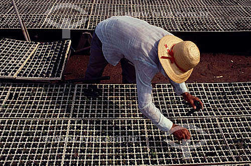  Man working in seedlings for reforestation  - Brazil