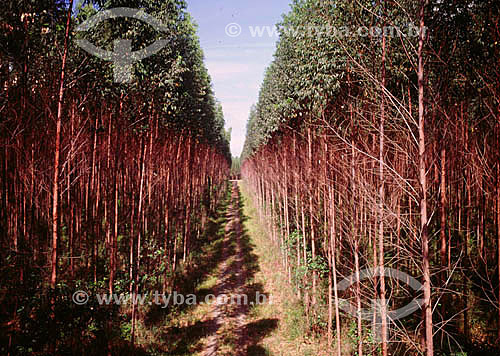  Paper manufacturing Aracruz Celulose - Reforestation: Plantation of eucalyptus trees. 