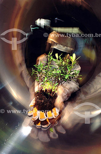  Seedling on the hand of a industrial worker - Brazil 