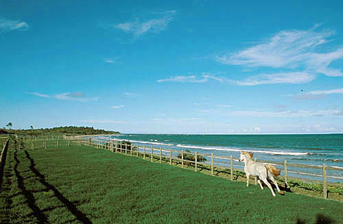  White horse galloping in land with fence in front of the sea - Toca do Marlin Hotel - Santo Andre village  - Santo Andre city - Bahia state (BA) - Brazil