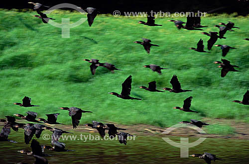  (Phalacrocorax brasilianus) Neotropical Cormorants - Amazon Region - Brazil 