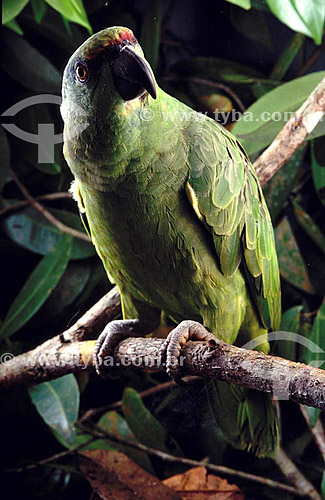  (Amazona festiva) - Festive Parrot -  Amazon Region - Brazil 