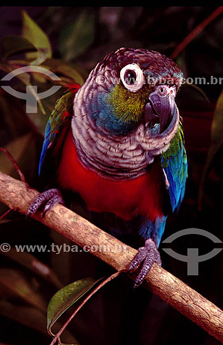  (Pyrrhura rhodogaster) - Crimson-Bellied Parakeet - Amazon Region - Brazil 