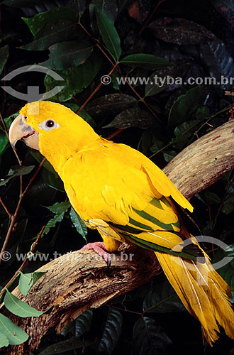  (Aratinga guarouba) - Golden Parakeet - conure - Amazon Region - Brazil 