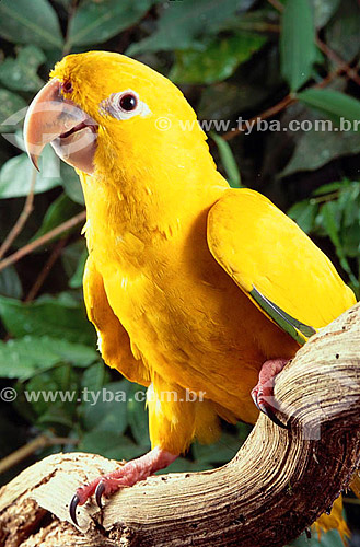  (Aratinga guarouba) - Golden Parakeet -  conure - Amazon Region - Brazil 