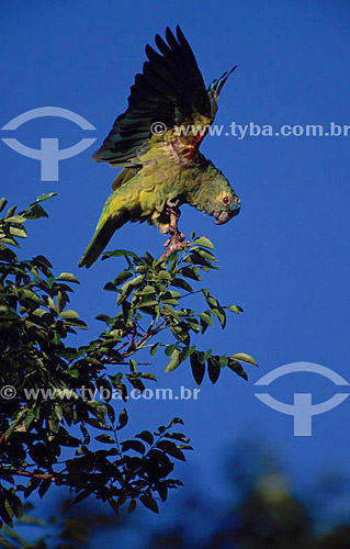  (Amazona aestiva) - Festive Parrot - Amazon Region - Brazil 