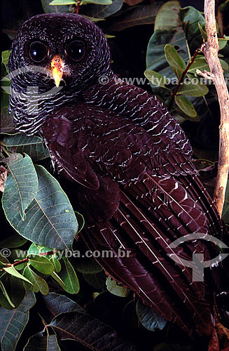  (Ciccaba huhula) - Black-Banded Owl -  Amazon Region - Brazil 