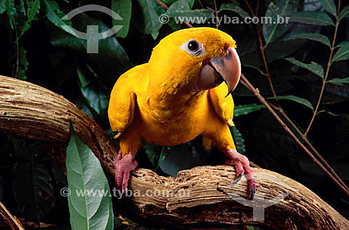  (Aratinga guarouba) - Golden Parakeet - conure- Amazon Region - Brazil 