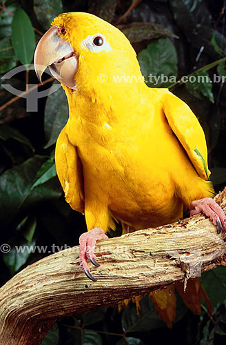  Bird - (Aratinga guarouba) Golden Parakeet or conure - Amazon region - Brazil 