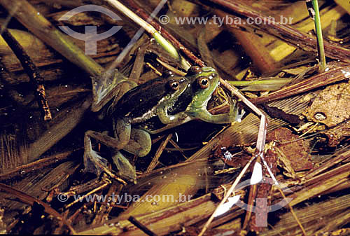  (Lysapsus limellus) - frog - Amazon Region - Brazil 