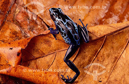  (Dendrobates tinctorius) - Dyeing Poison Frog - Amazon Region - Brazil 
