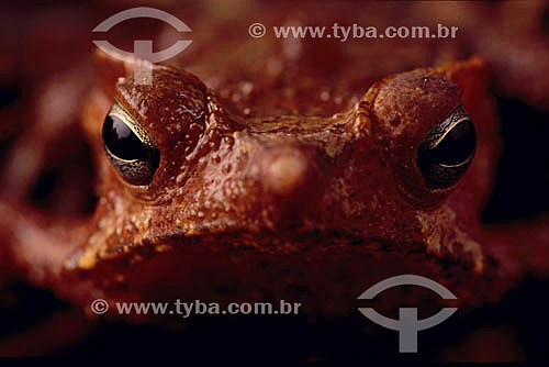  (Bufo typhonius) - toad - Amazon Region - Brazil 
