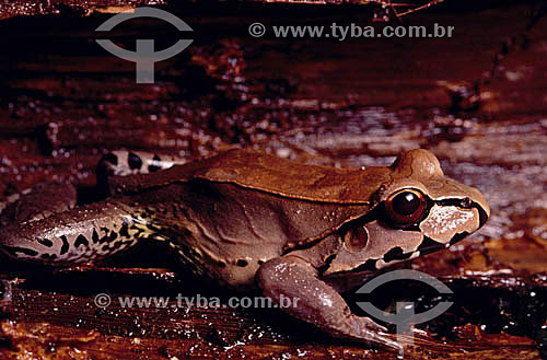 (Leptodactylus knudseni) Knudsen`s Frog - Amazon Region - Brazil 